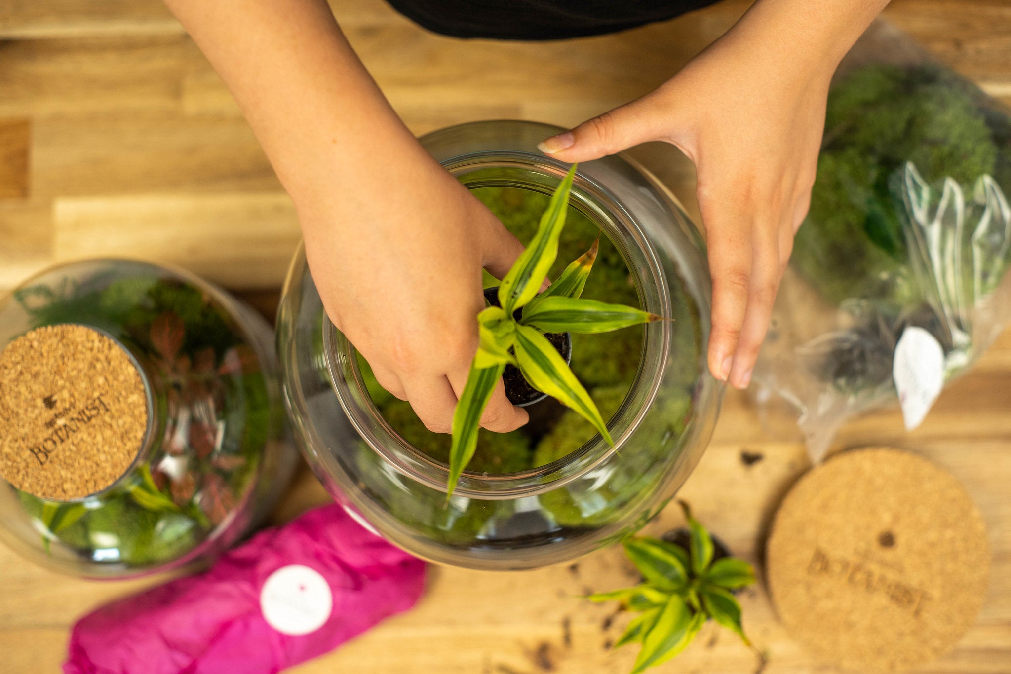 Feng Shui Your Home With Succulent Terrariums | The Urban Botanist