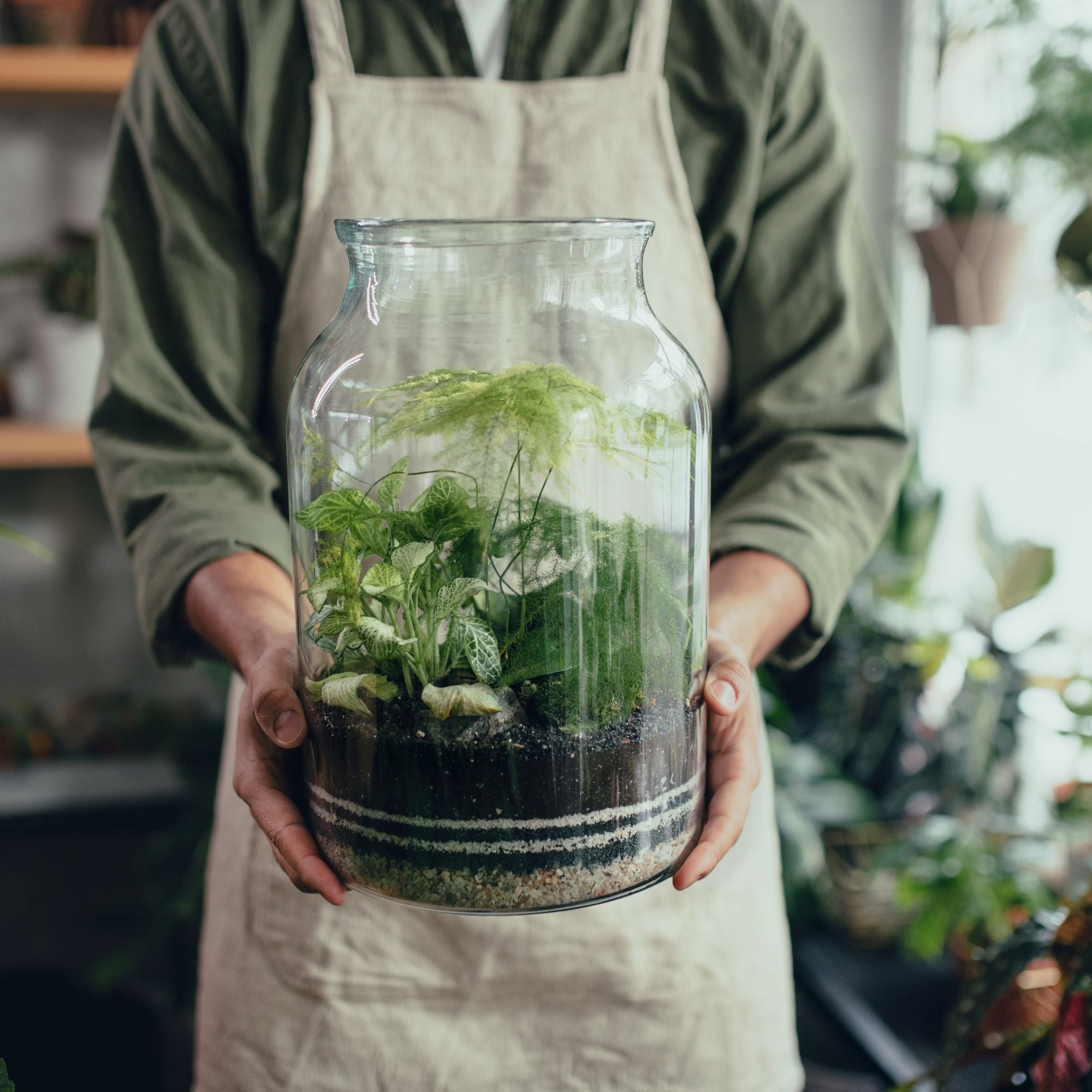 Ready Made Terrariums Delivered to you The Urban Botanist