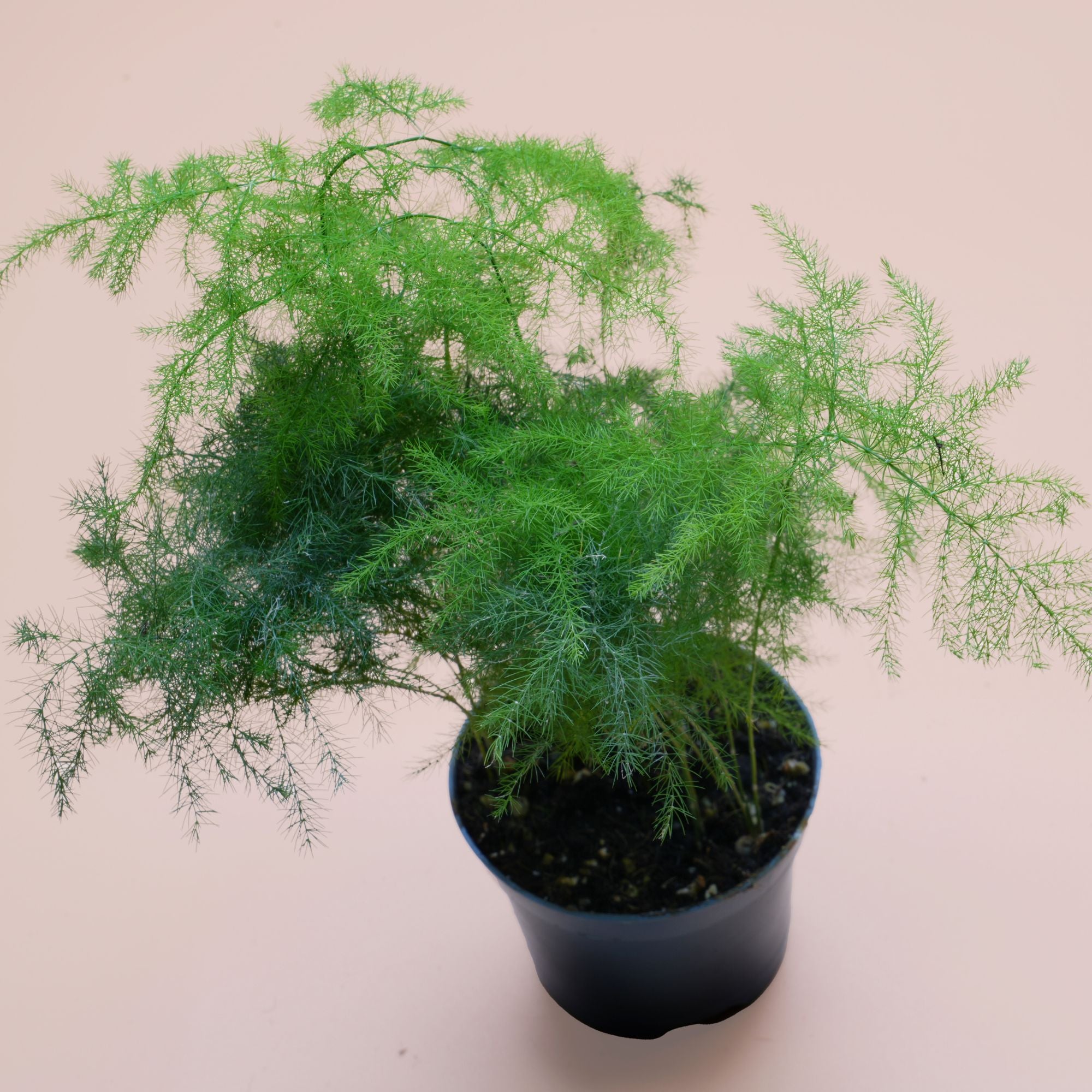 Asparagus Plumosus ◦ Asparagus Fern ◦  Terrarium Plant