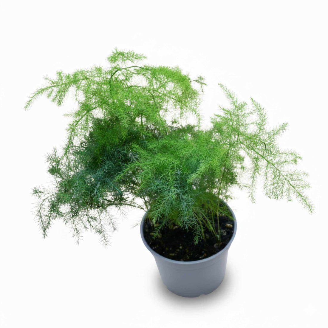 Close-up of asparagus fern leaves with fine feathery texture, popular easy-care houseplant.