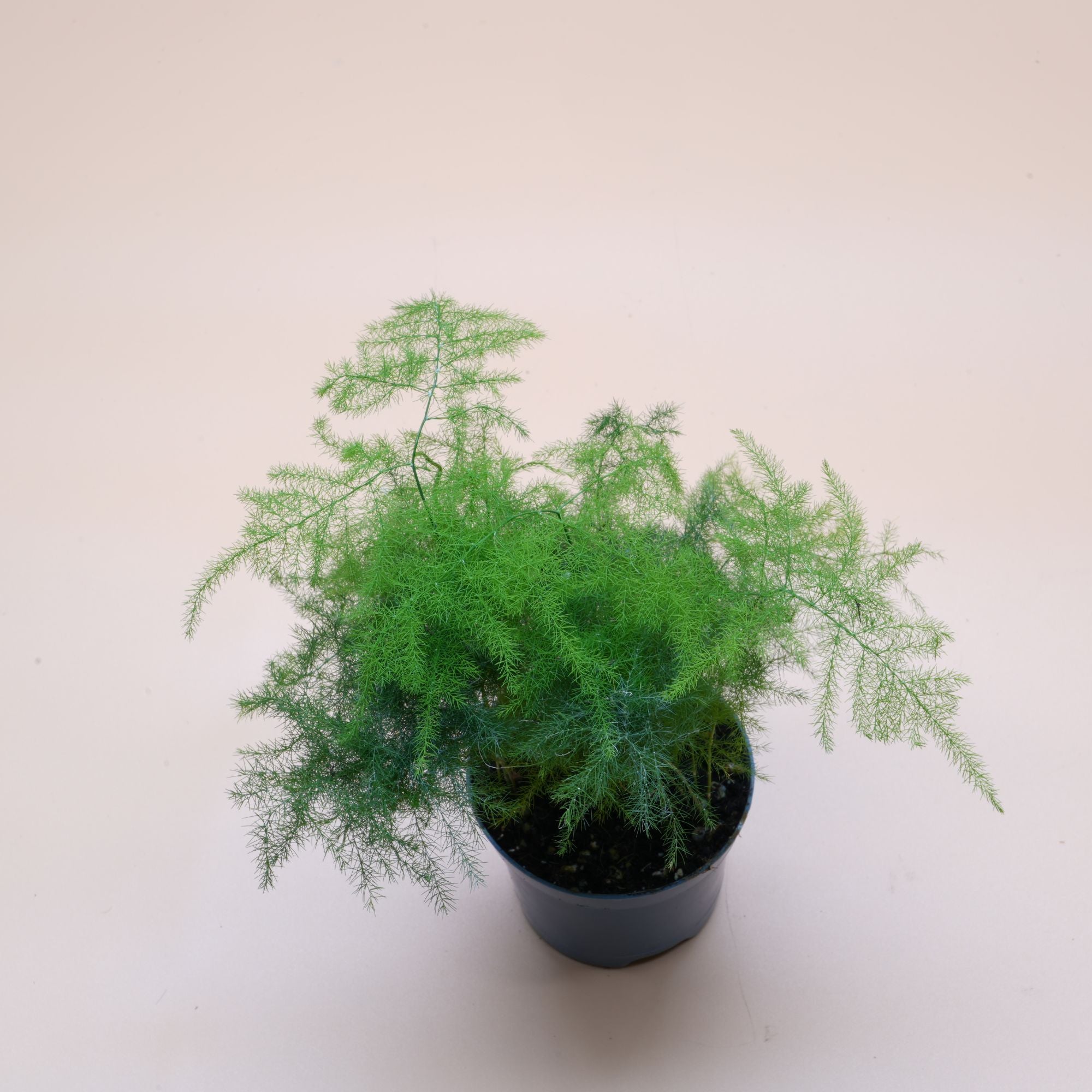 Asparagus Plumosus ◦ Asparagus Fern ◦  Terrarium Plant