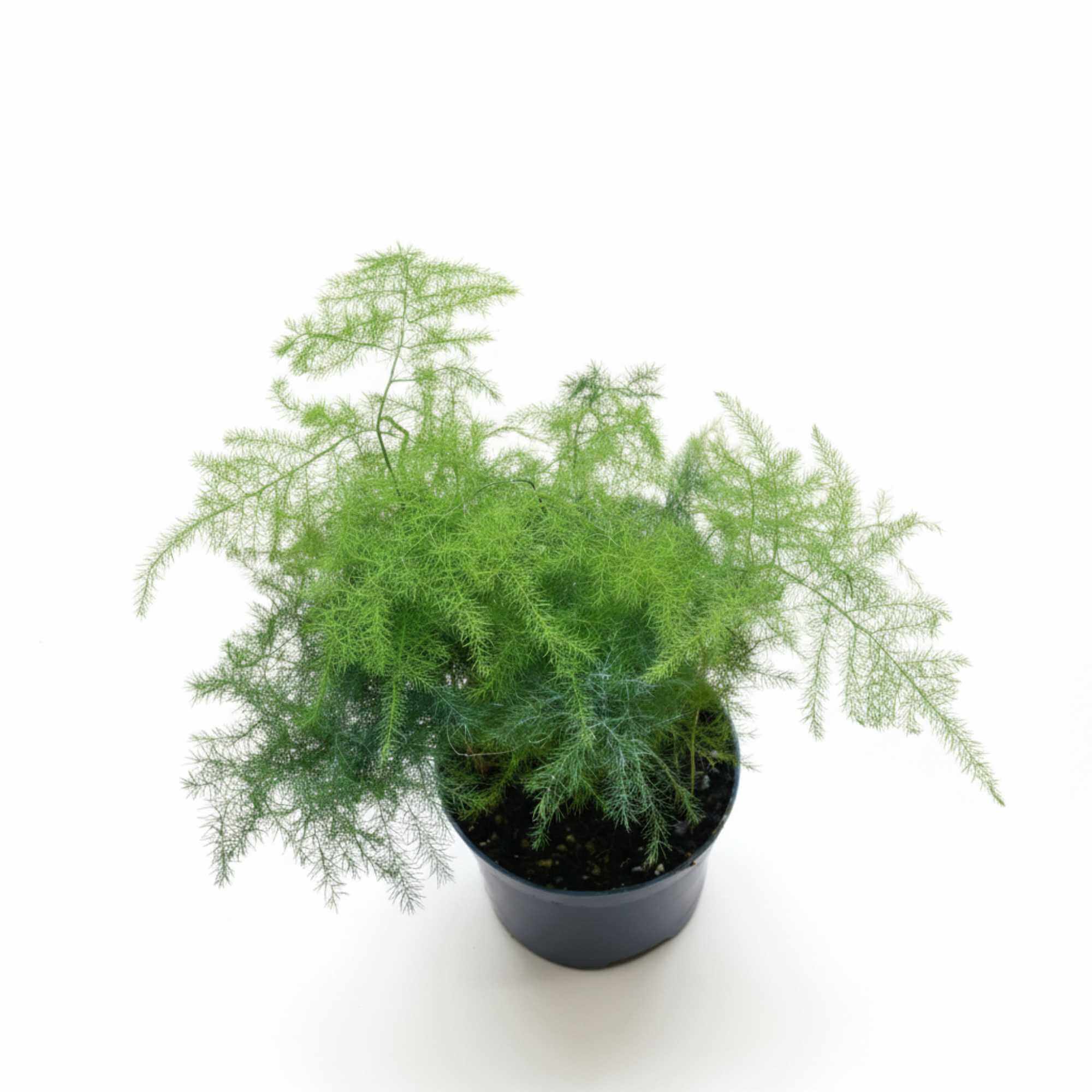 Tall asparagus fern with delicate green fronds, stylish indoor decorative plant.