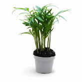 Parlour Palm (Chamaedorea elegans) in pot, versatile indoor houseplant and popular terrarium plant.