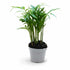 Parlour Palm (Chamaedorea elegans) in pot, versatile indoor houseplant and popular terrarium plant.