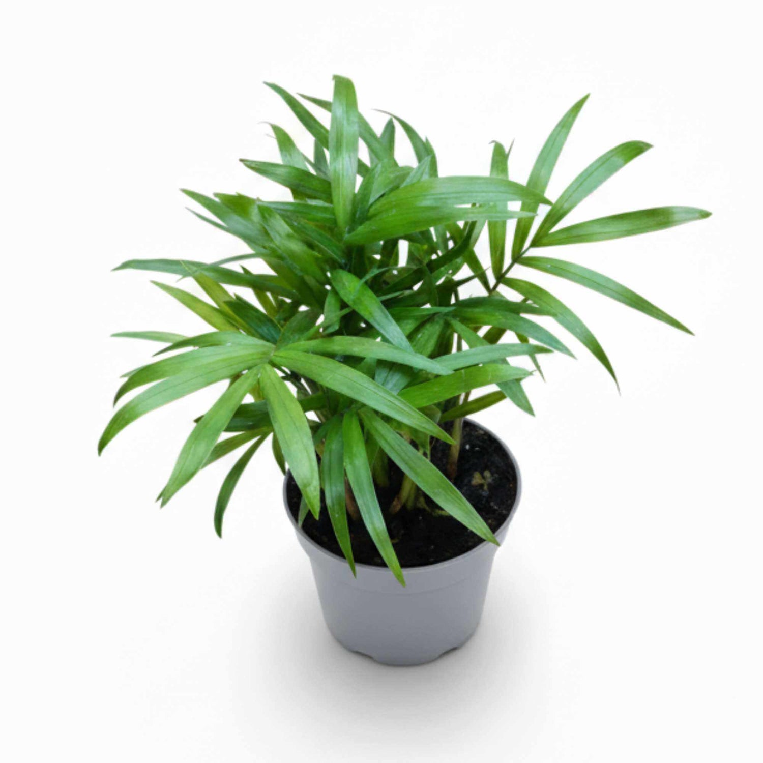 Small Parlour Palm ideal for closed terrariums, compact indoor palm with lush green leaves.