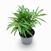 Small Parlour Palm ideal for closed terrariums, compact indoor palm with lush green leaves.