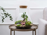 terrarium-plants-b&q
