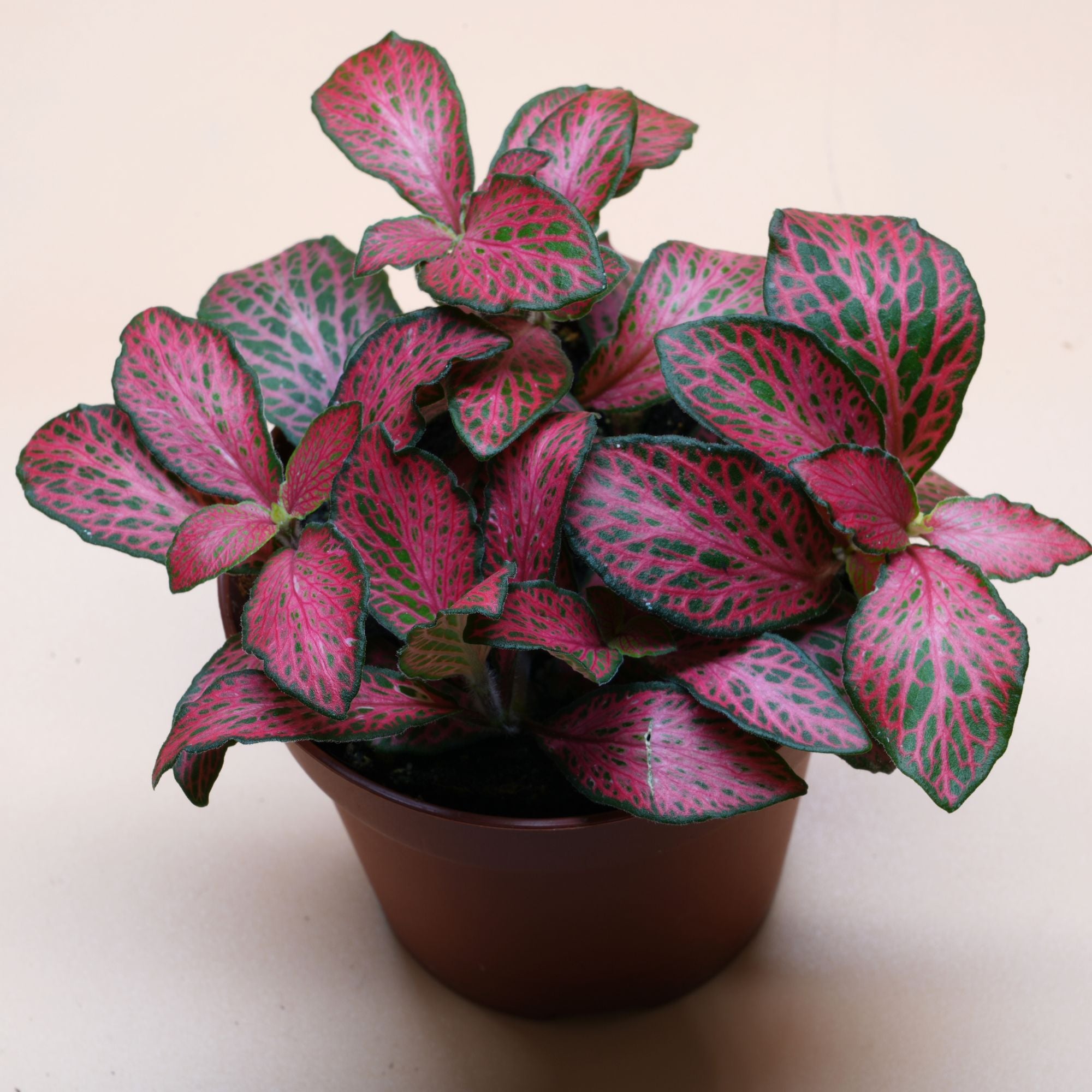 Nerve Plant ◦ Red Fittonia ◦ Terrarium Plant