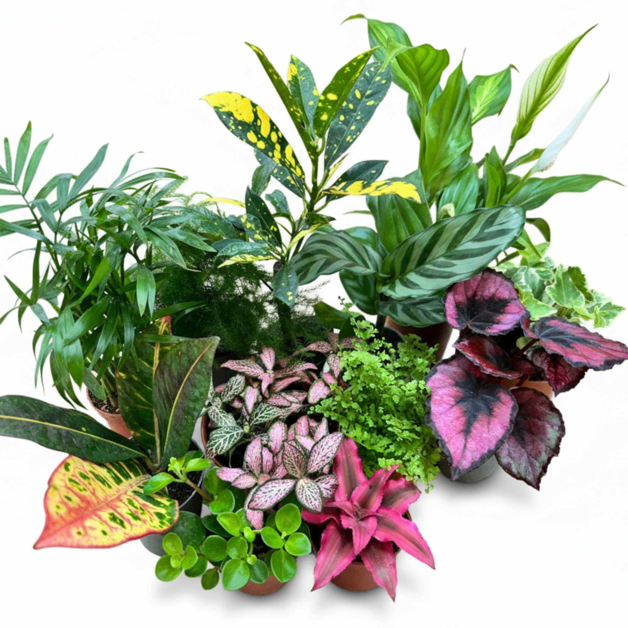 Terrarium plant mix featuring tropical houseplants, perfect for DIY terrarium projects and indoor gardening.