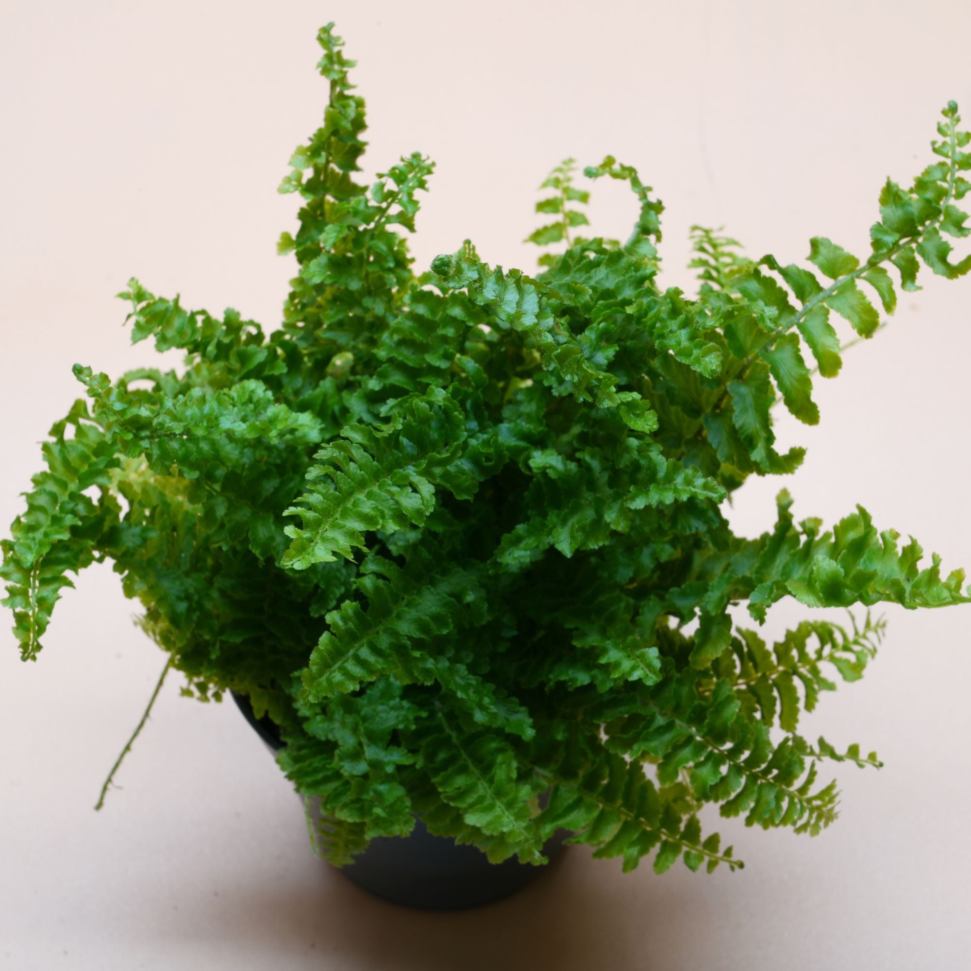 Nephrolepis Bostoniensis ◦ Boston Fern ◦ Terrarium Plant