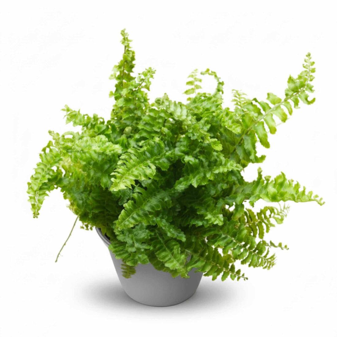 Boston Fern in pot with vibrant green leaves, easy-care fern for home, office, or terrarium.