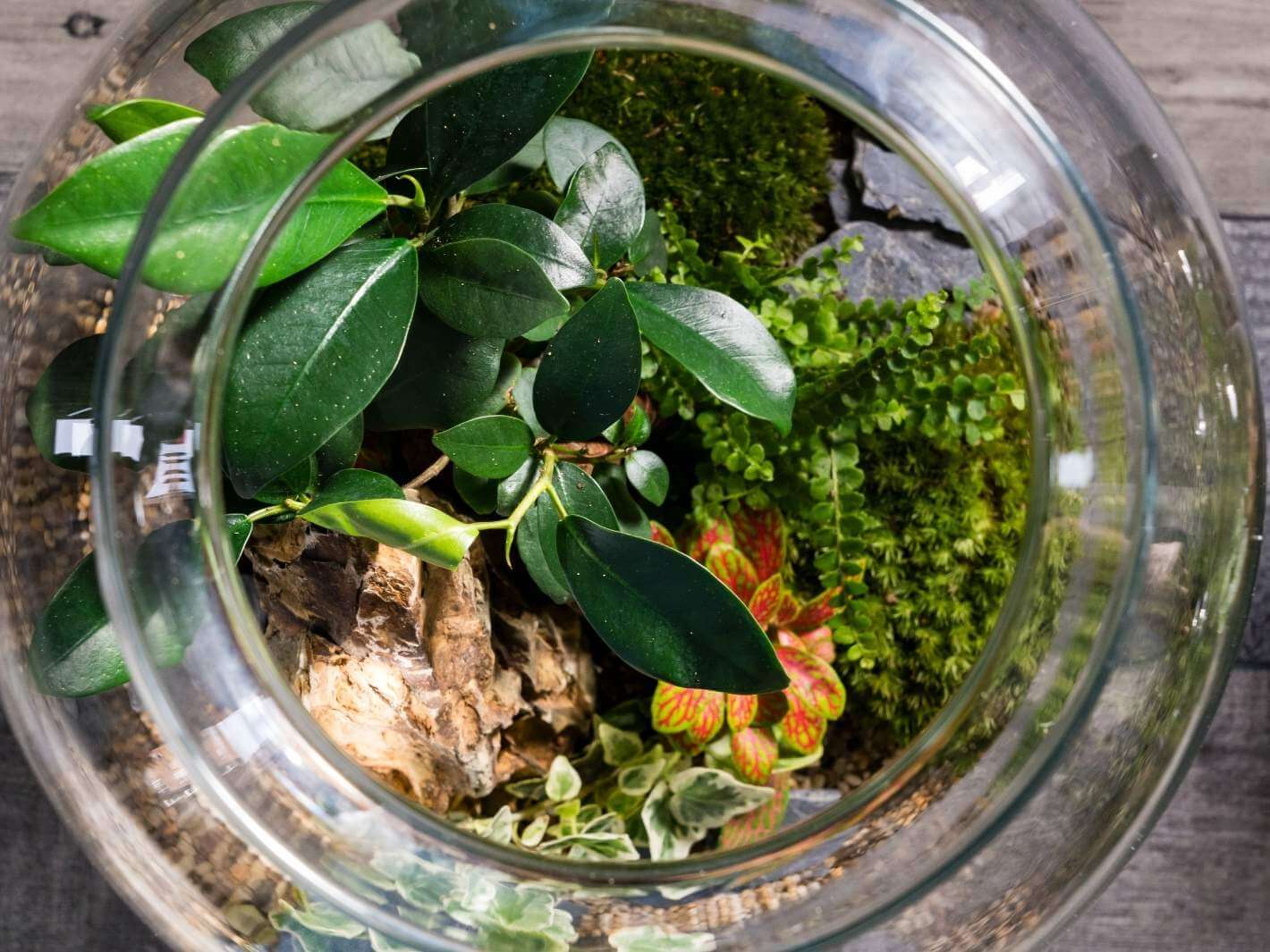 Terrarium-design
