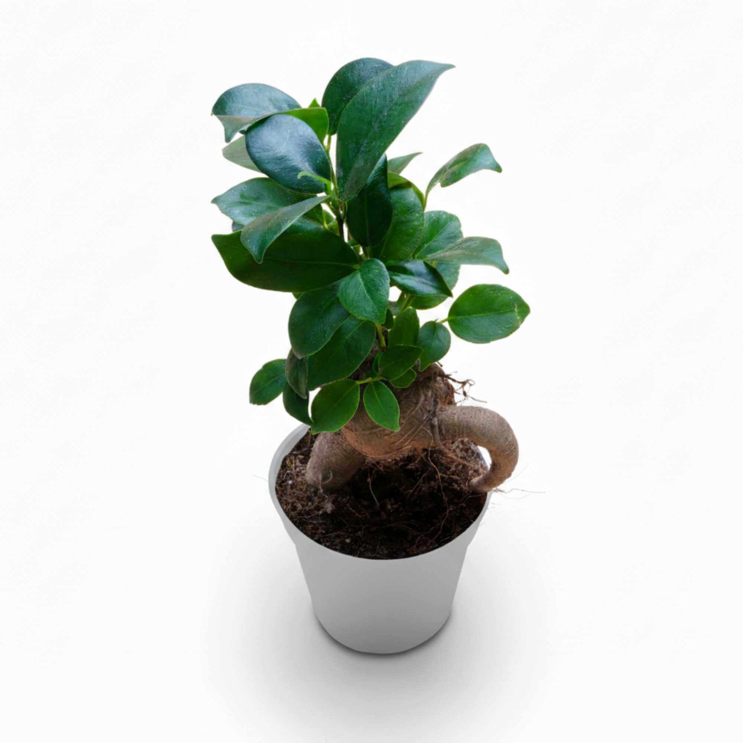 Ficus microcarpa Ginseng Bonsai in pot, unique decorative houseplant and easy-care bonsai tree.