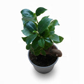 Compact Ficus Ginseng Bonsai with glossy green leaves, popular indoor houseplant gift idea.