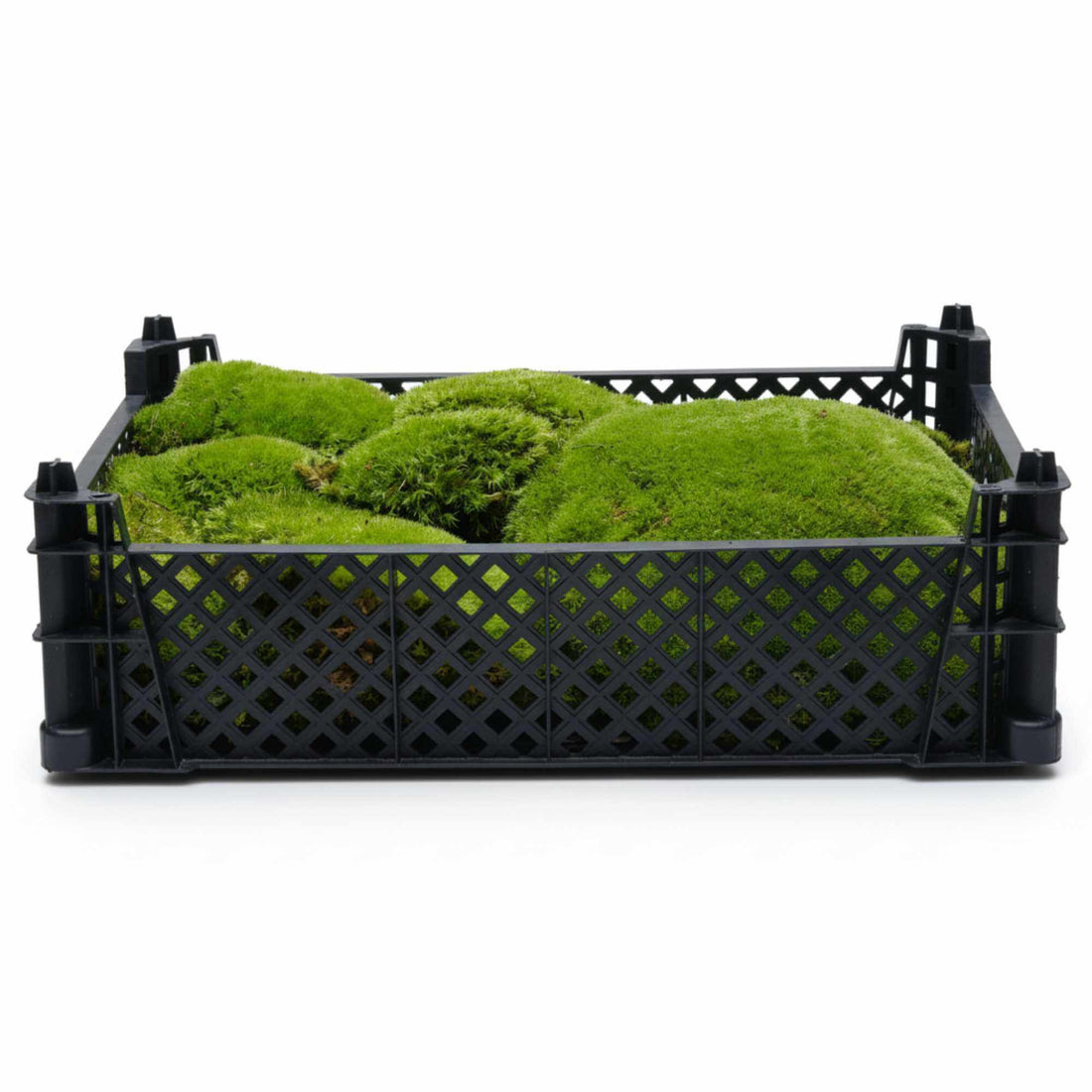 Bun Moss for Closed Terrariums ◦ Various Sizes