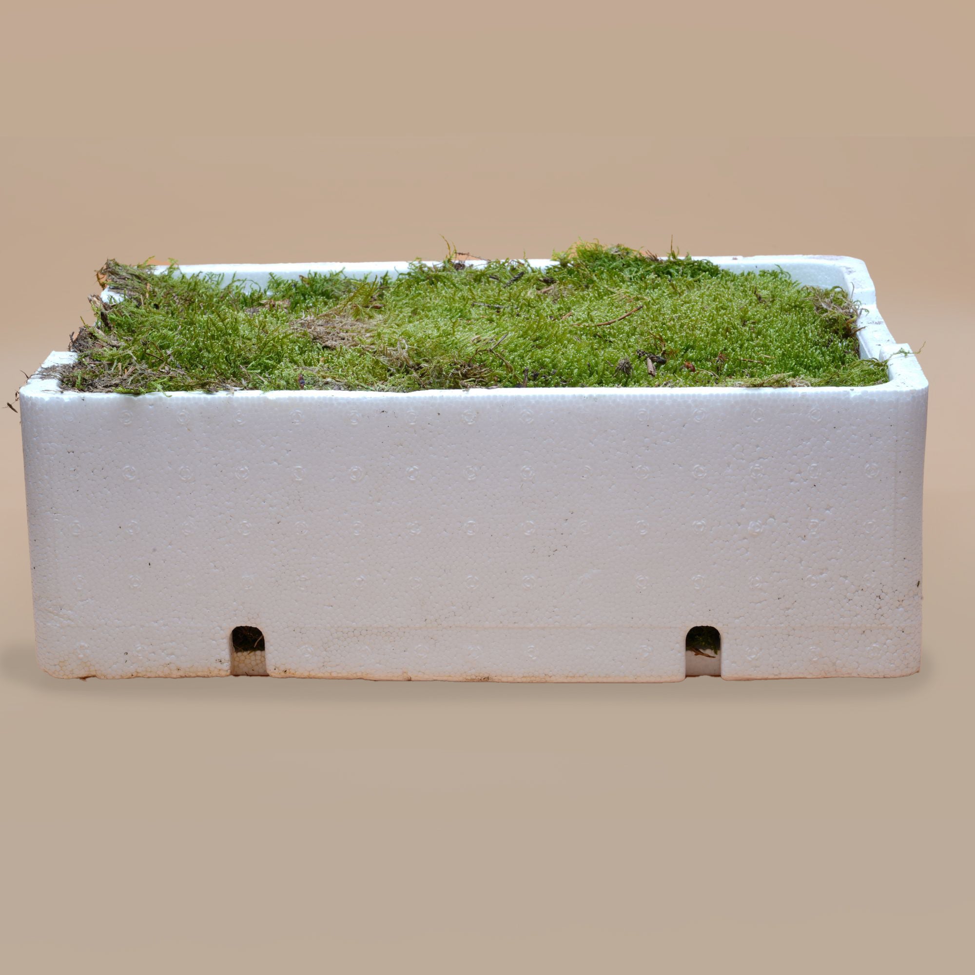 Carpet Moss for Closed Terrariums