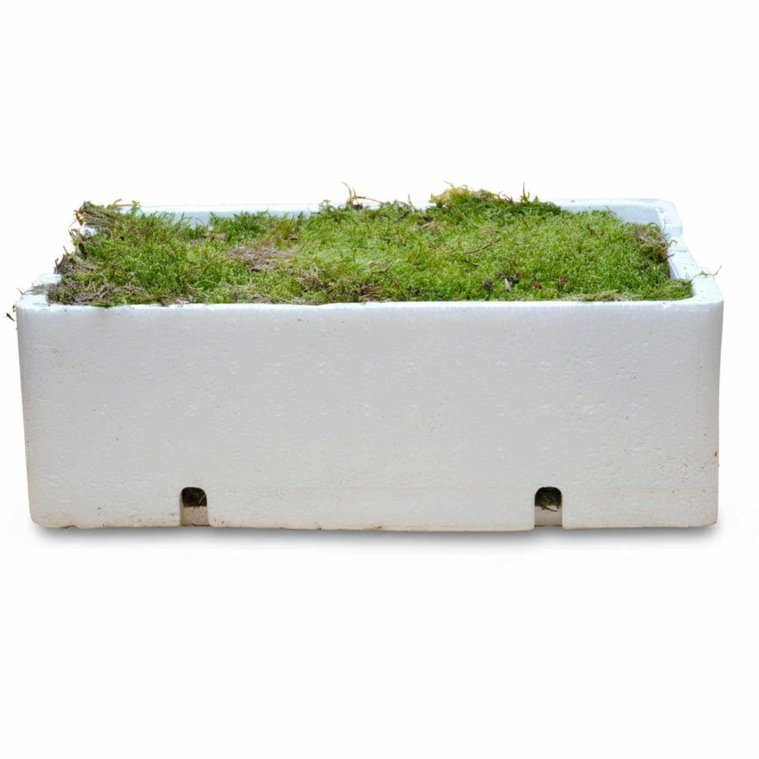 Carpet moss, fresh green moss used for terrariums, bonsai decoration, and indoor plant displays.