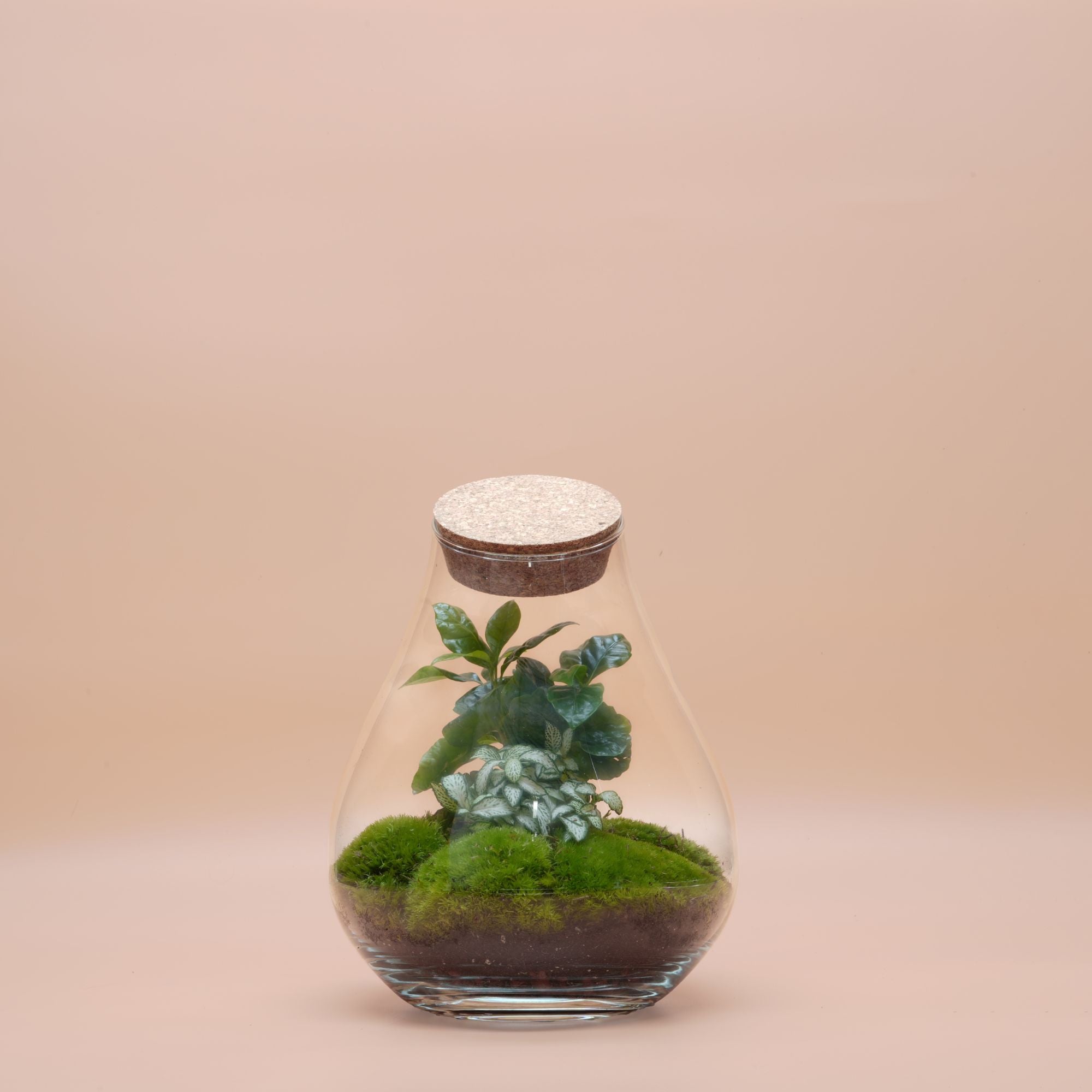 Trio Ready-made terrariums ◦ Baker Street, Bond Street &amp; Westminister H: 25 cm, H: 37 cm &amp; H: 43 cm