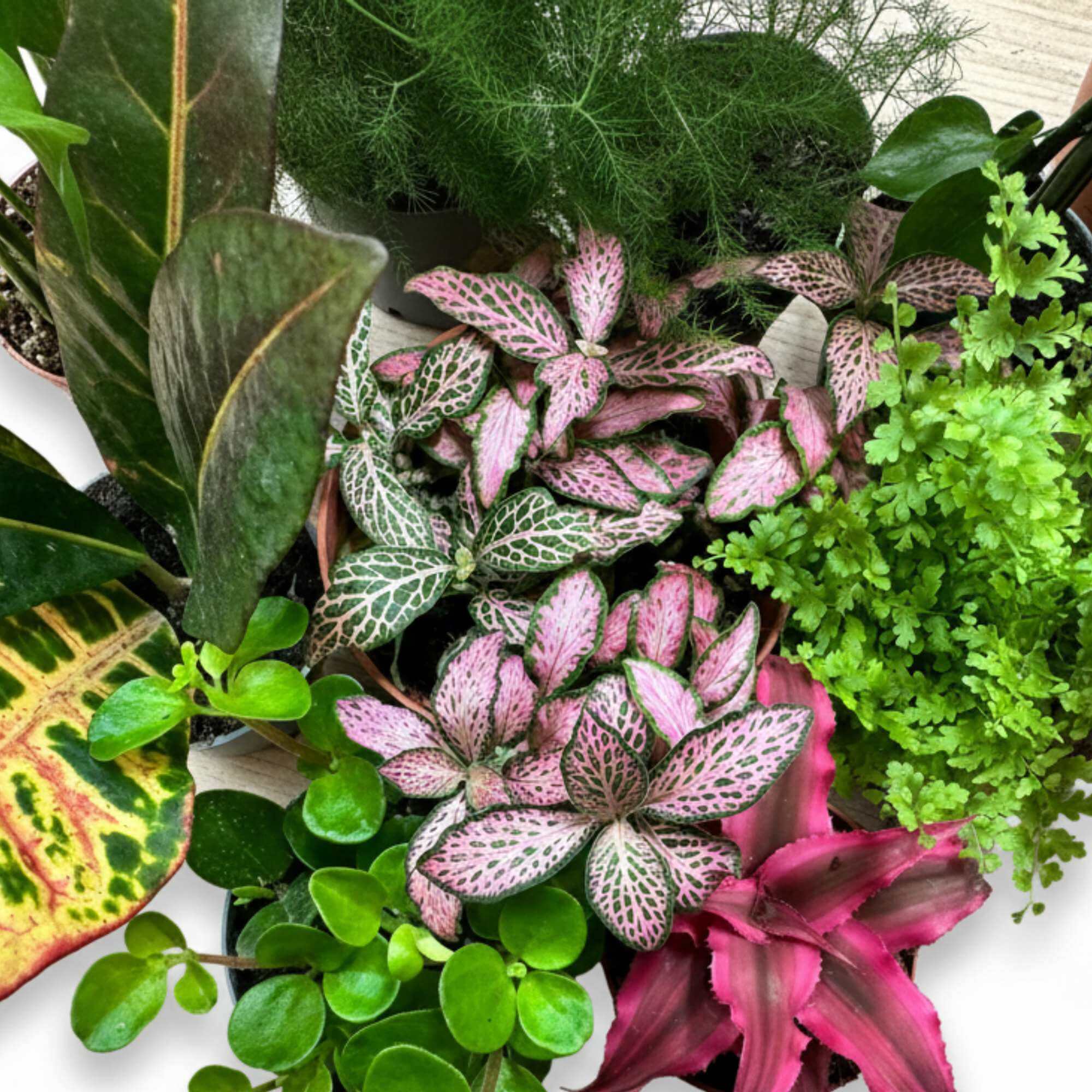 Mixed set of terrarium plants in pots, vibrant selection of easy-care indoor plants.
