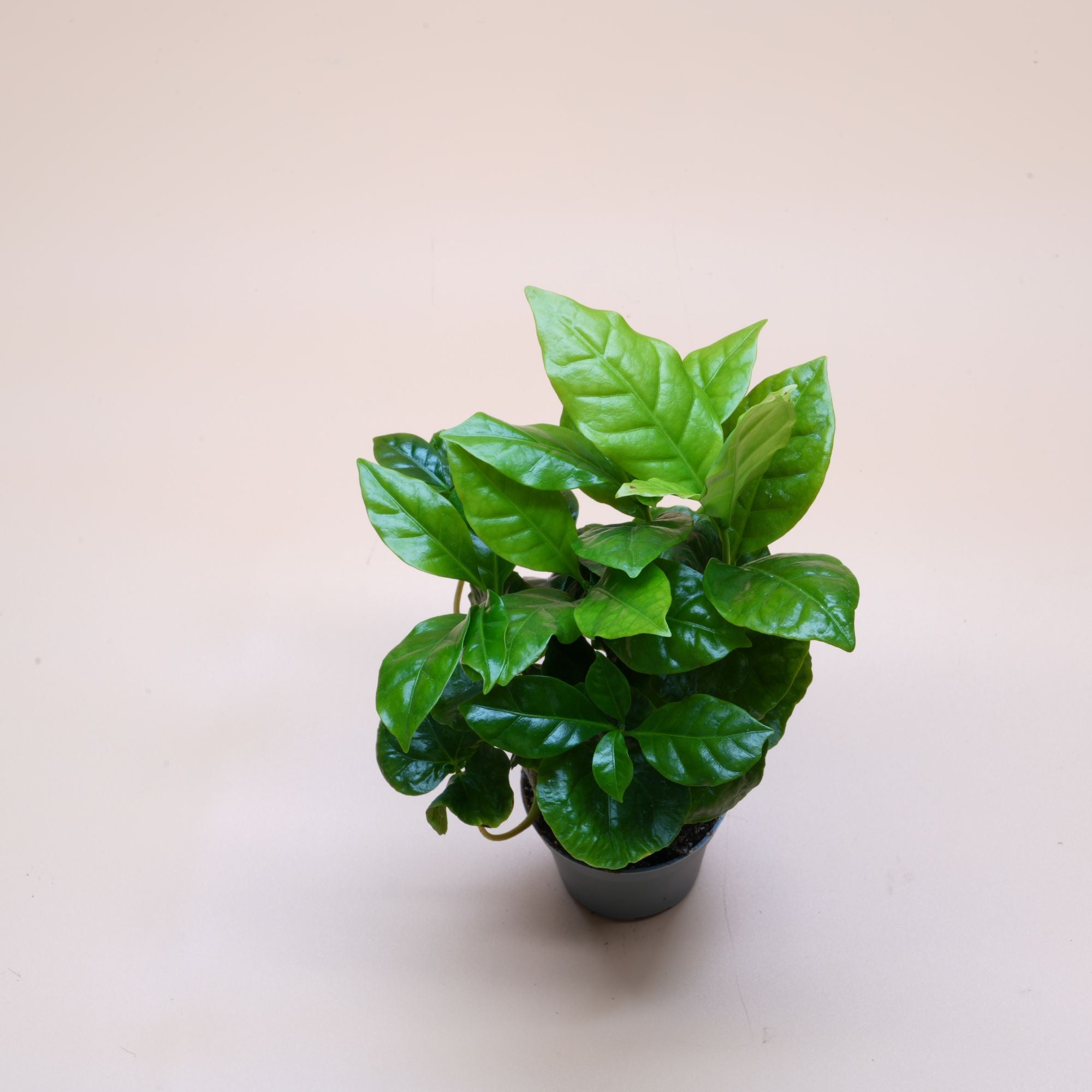 Coffea Arabica ◦ Arabian Coffee Plant ◦ Terrarium Plant