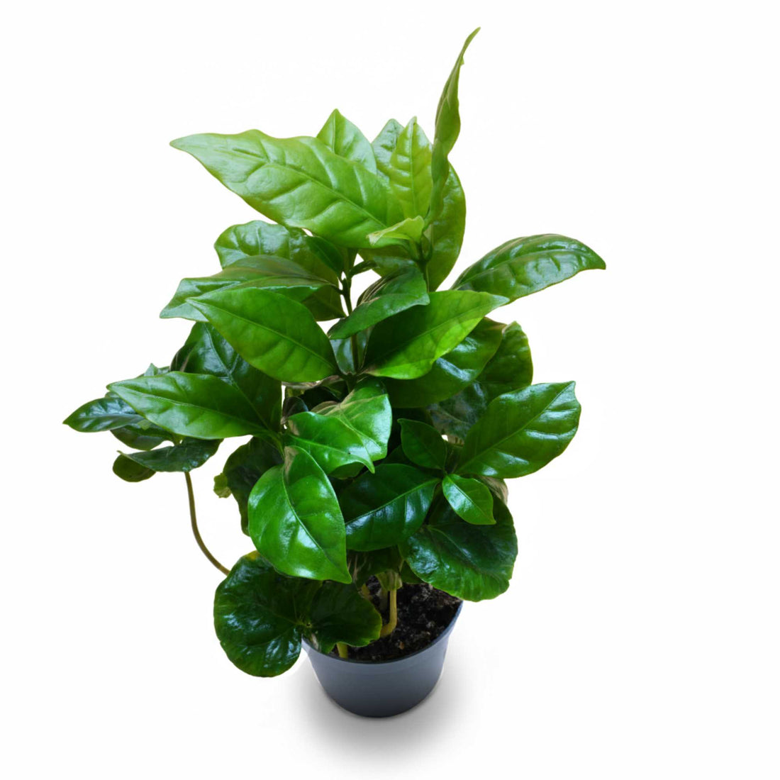 Top view of coffee plant with glossy green foliage, easy-care indoor plant for home or office.