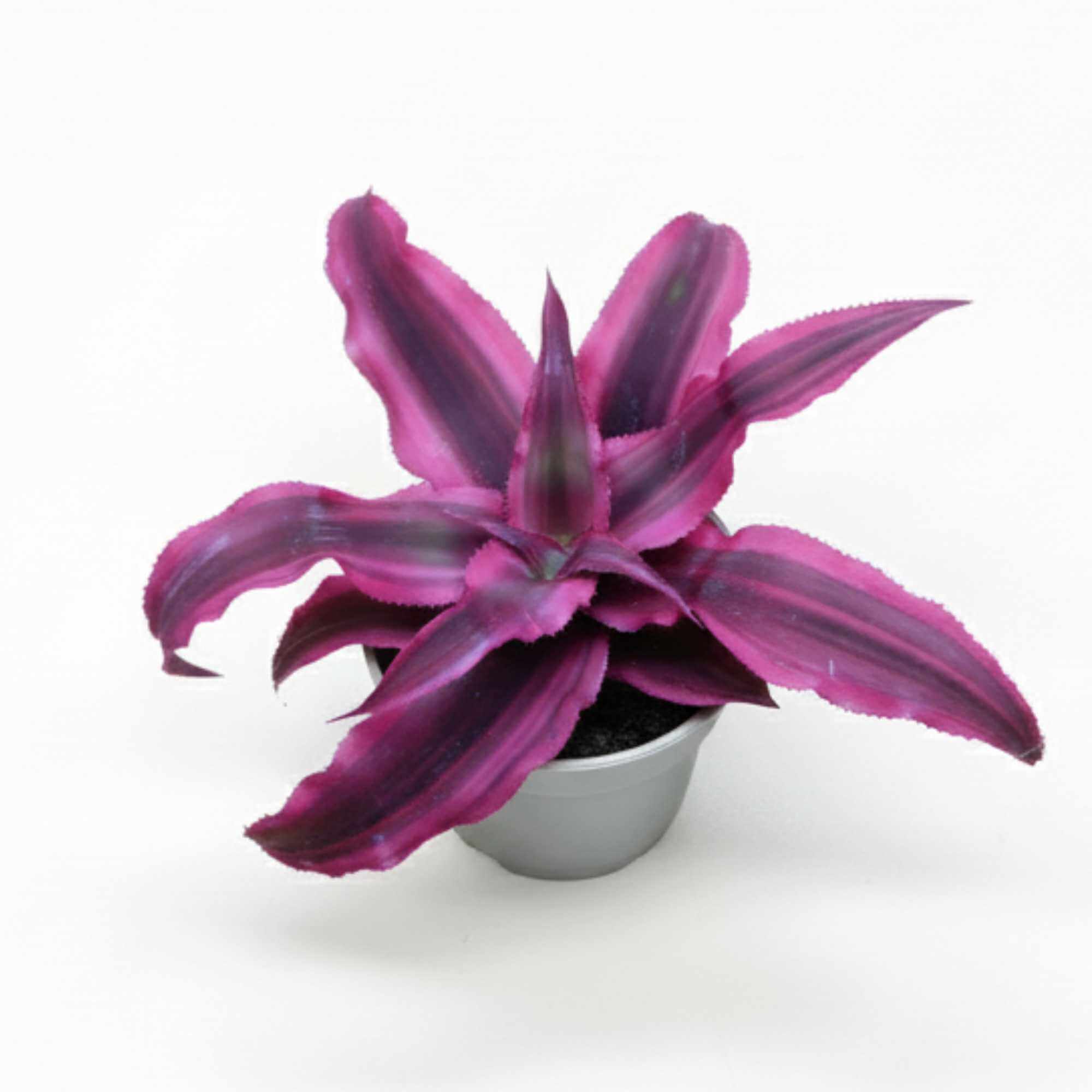 ink Cryptanthus Earth Star bromeliad in pot, decorative colourful plant perfect for terrariums and indoor displays.