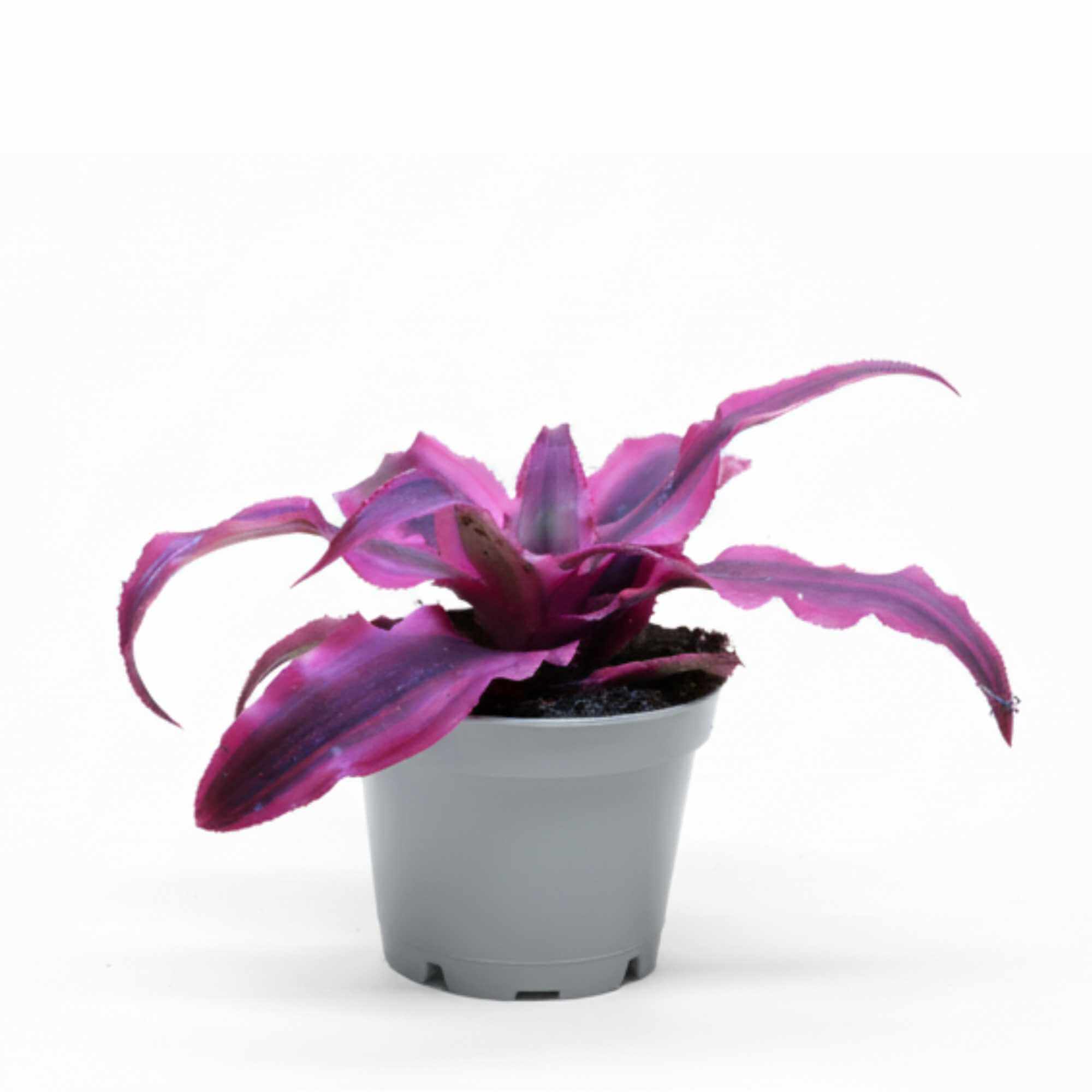Cryptanthus Earth Star with pink striped leaves, colourful indoor plant and terrarium bromeliad.