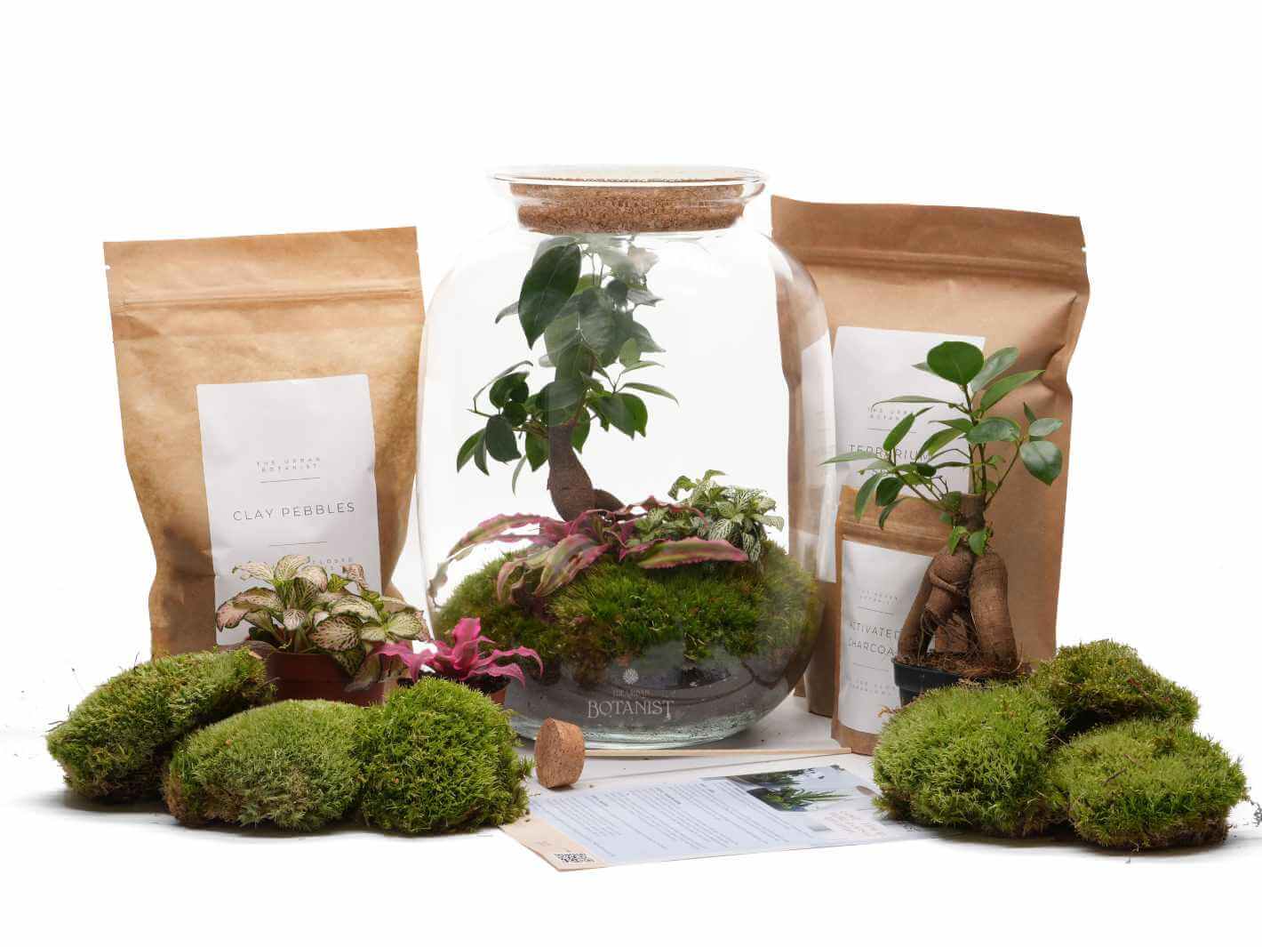 huabei plant terrarium DIY Terrarium Kit with Bonsai Ginseng ◦ Kew Gardens H: 32 cm – The Urban Botanist