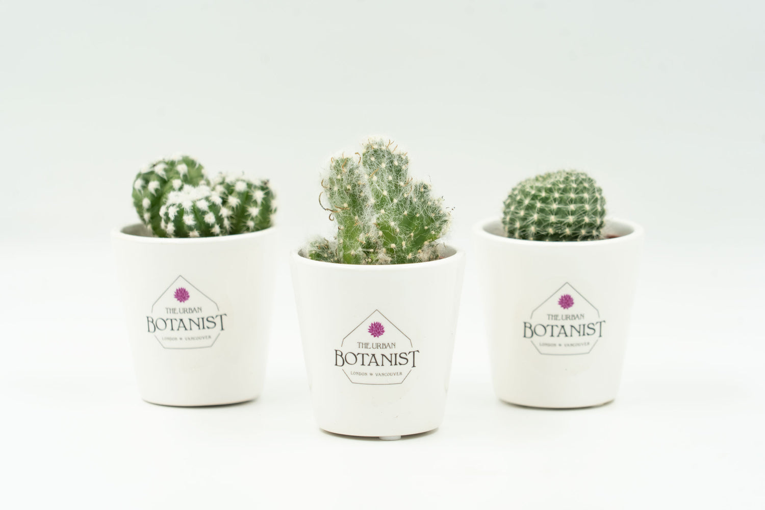 branded cactus in branded pots