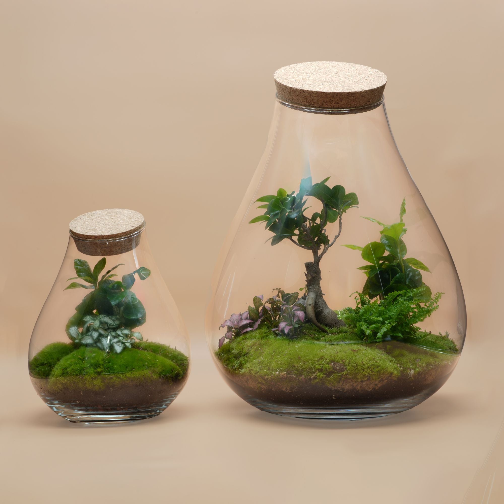 Duo Ready-made terrariums ◦ Baker Street & Westminister H: 25 cm & H: 43 cm