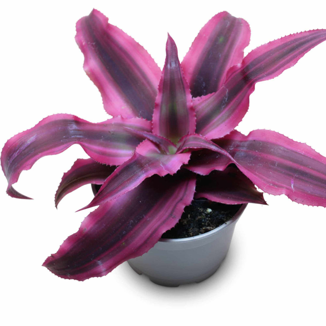 Earth Star (Cryptanthus) with vivid pink foliage, compact bromeliad ideal for terrariums and home decor.