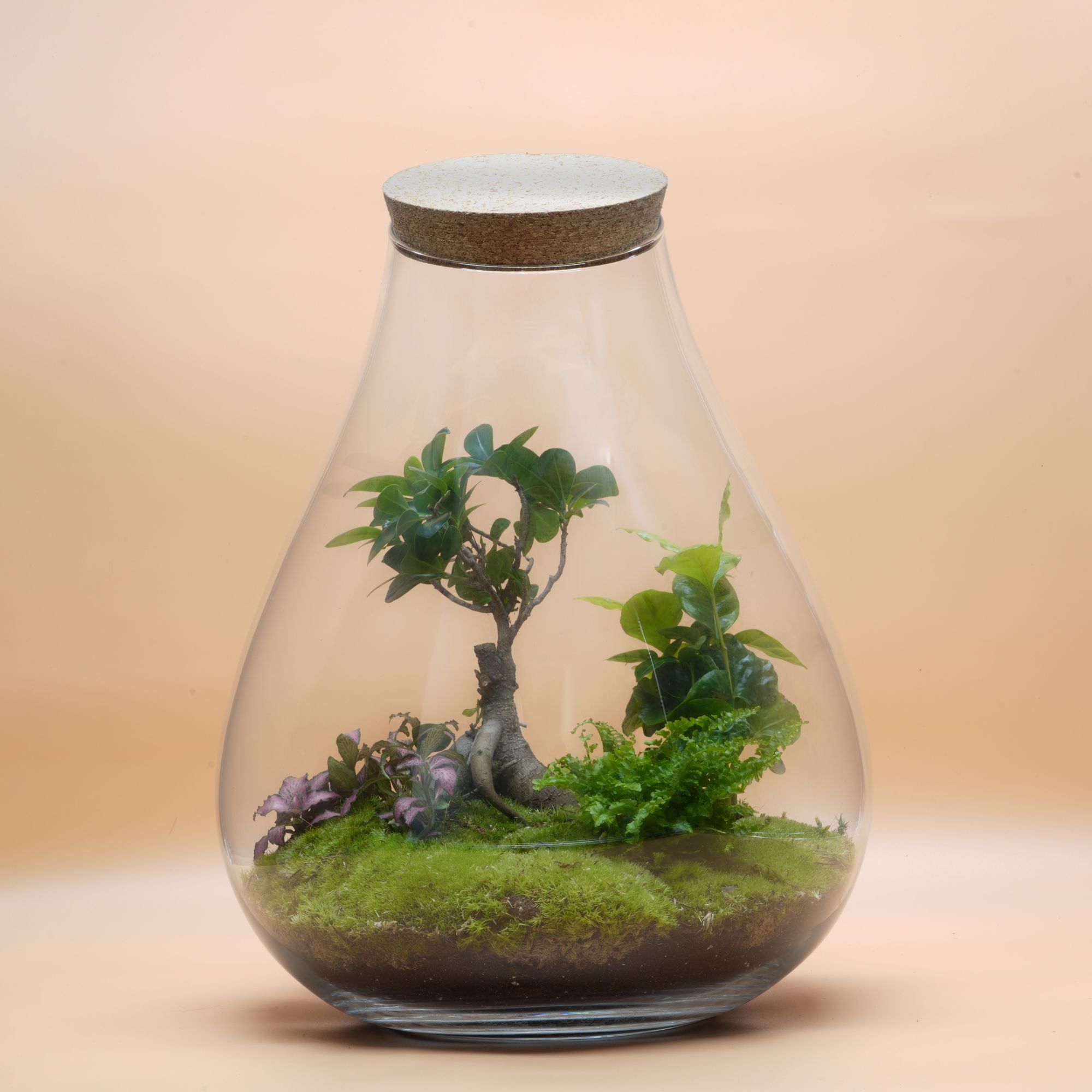 Trio Ready-made terrariums ◦ Baker Street, Bond Street &amp; Westminister H: 25 cm, H: 37 cm &amp; H: 43 cm