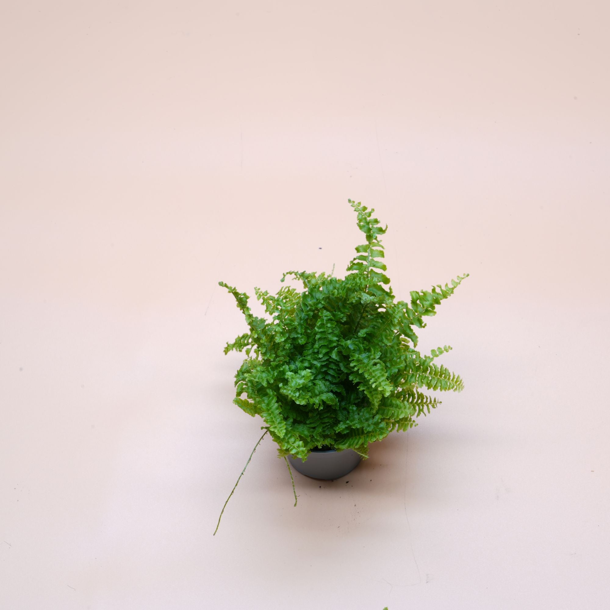 Nephrolepis Bostoniensis ◦ Boston Fern ◦ Terrarium Plant