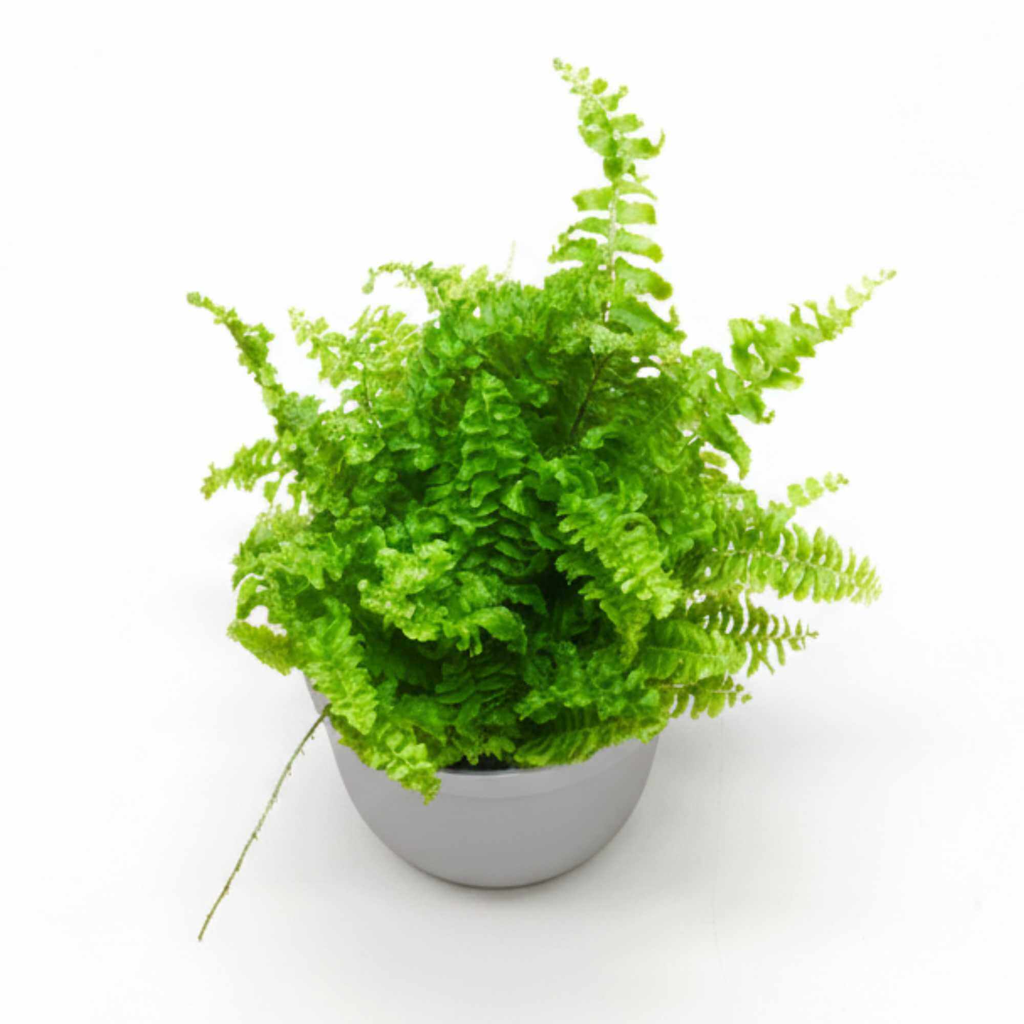 Top view of Boston Fern with dense foliage, decorative indoor fern suitable for terrariums.