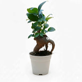 Ficus Bonsai (Ficus microcarpa Ginseng) with thick roots, elegant indoor plant for home or office.