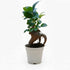 Ficus Bonsai (Ficus microcarpa Ginseng) with thick roots, elegant indoor plant for home or office.