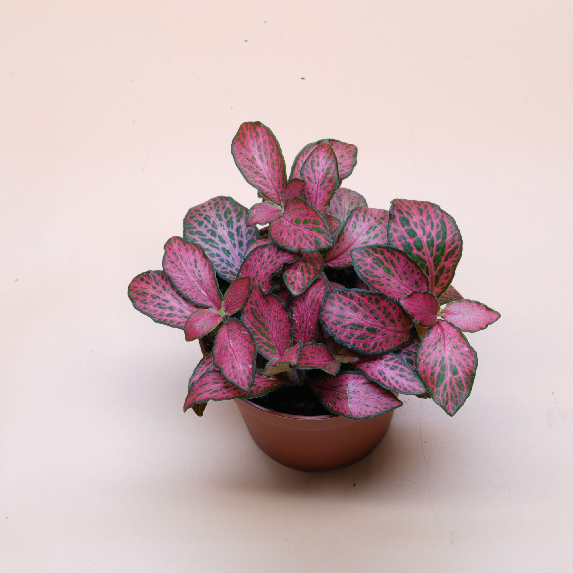 Nerve Plant ◦ Red Fittonia ◦ Terrarium Plant