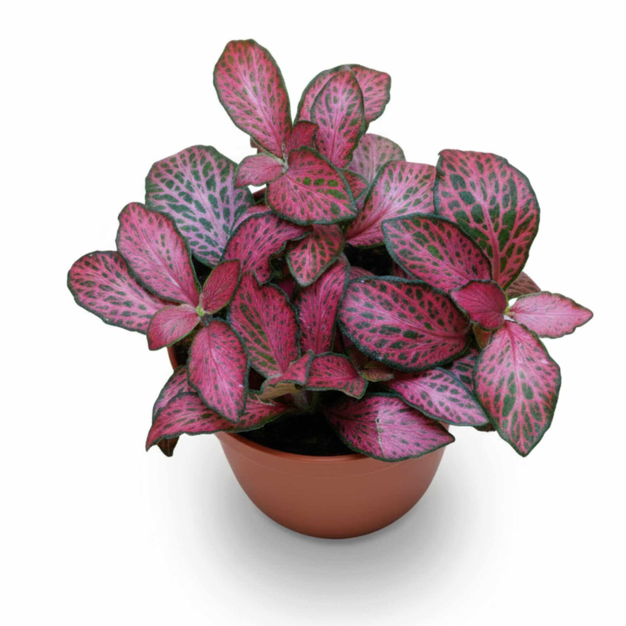 Small Fittonia nerve plant in pot, striking colourful foliage for terrariums or as a unique indoor houseplant.