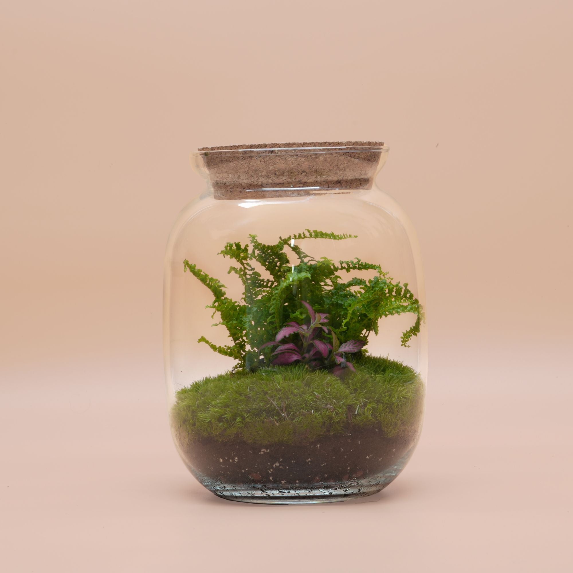 Duo Ready-made terrariums ◦ Oxford Circus & Marble Arch H: 22 cm &H: 32 cm