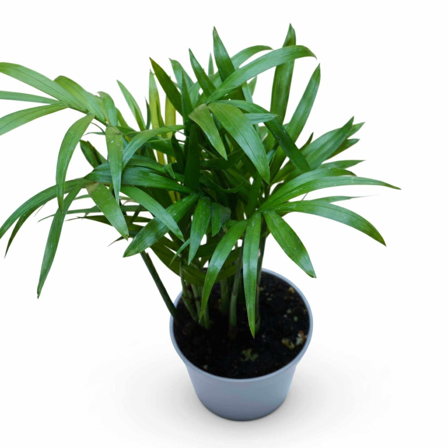 Chamaedorea elegans Parlour Palm, stylish baby palm for terrariums and indoor plant collections.