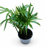 Chamaedorea elegans Parlour Palm, stylish baby palm for terrariums and indoor plant collections.