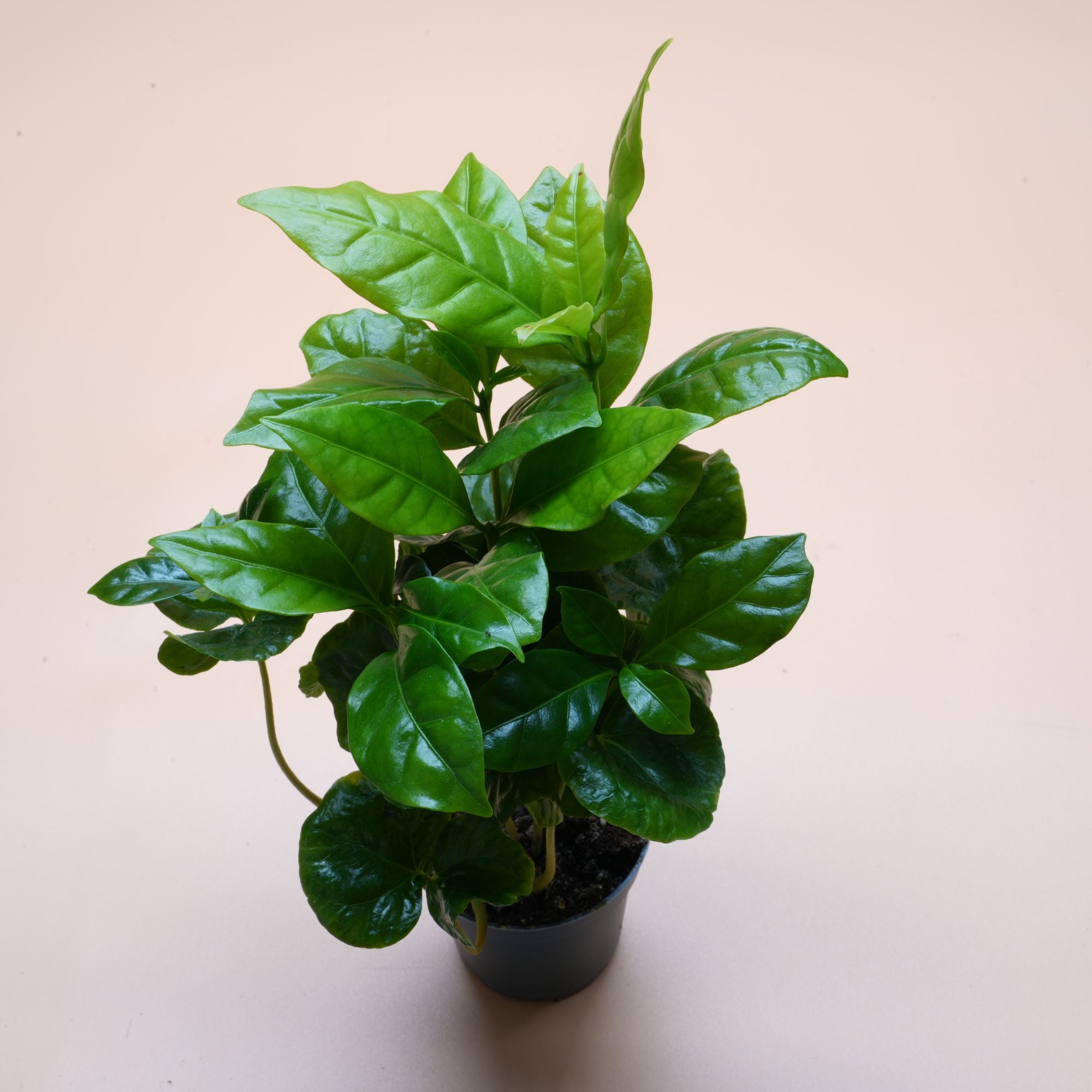 Coffea Arabica ◦ Arabian Coffee Plant ◦ Terrarium Plant