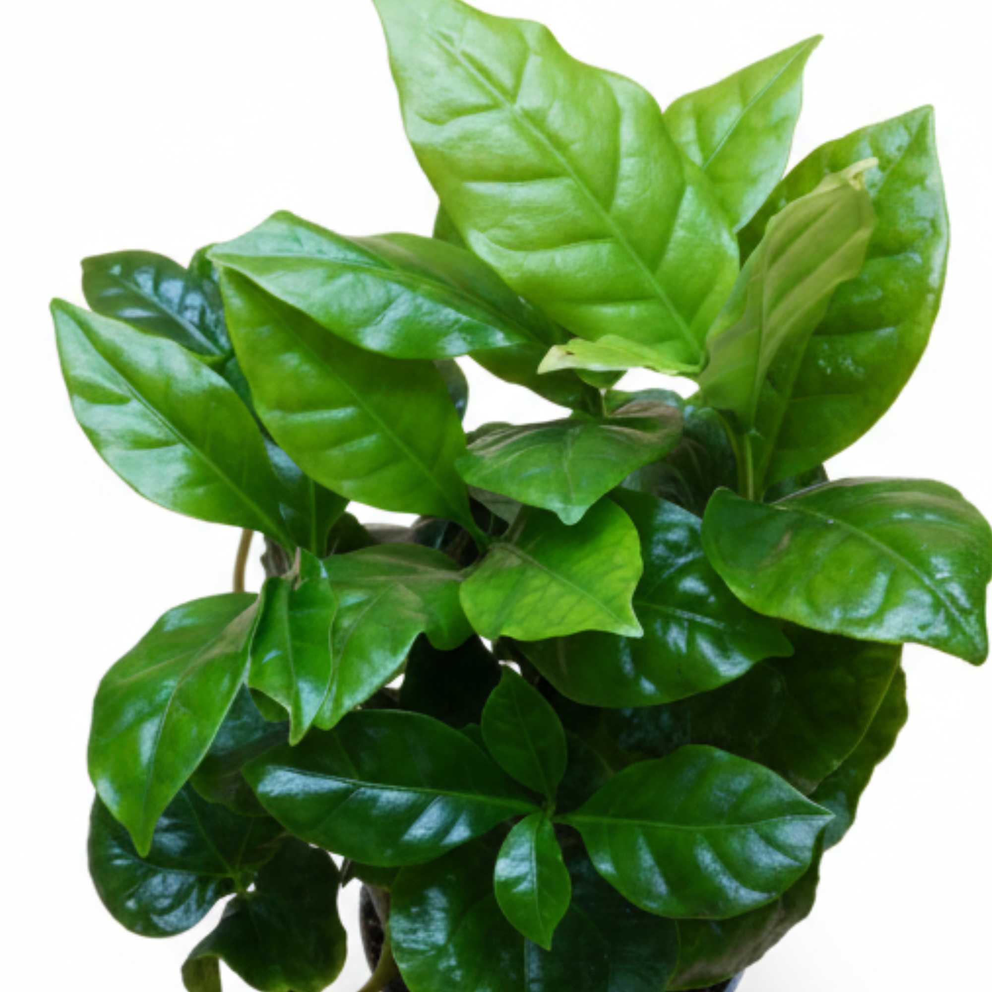 Close-up of Coffea arabica leaves showing vibrant green growth, stylish decorative houseplant.