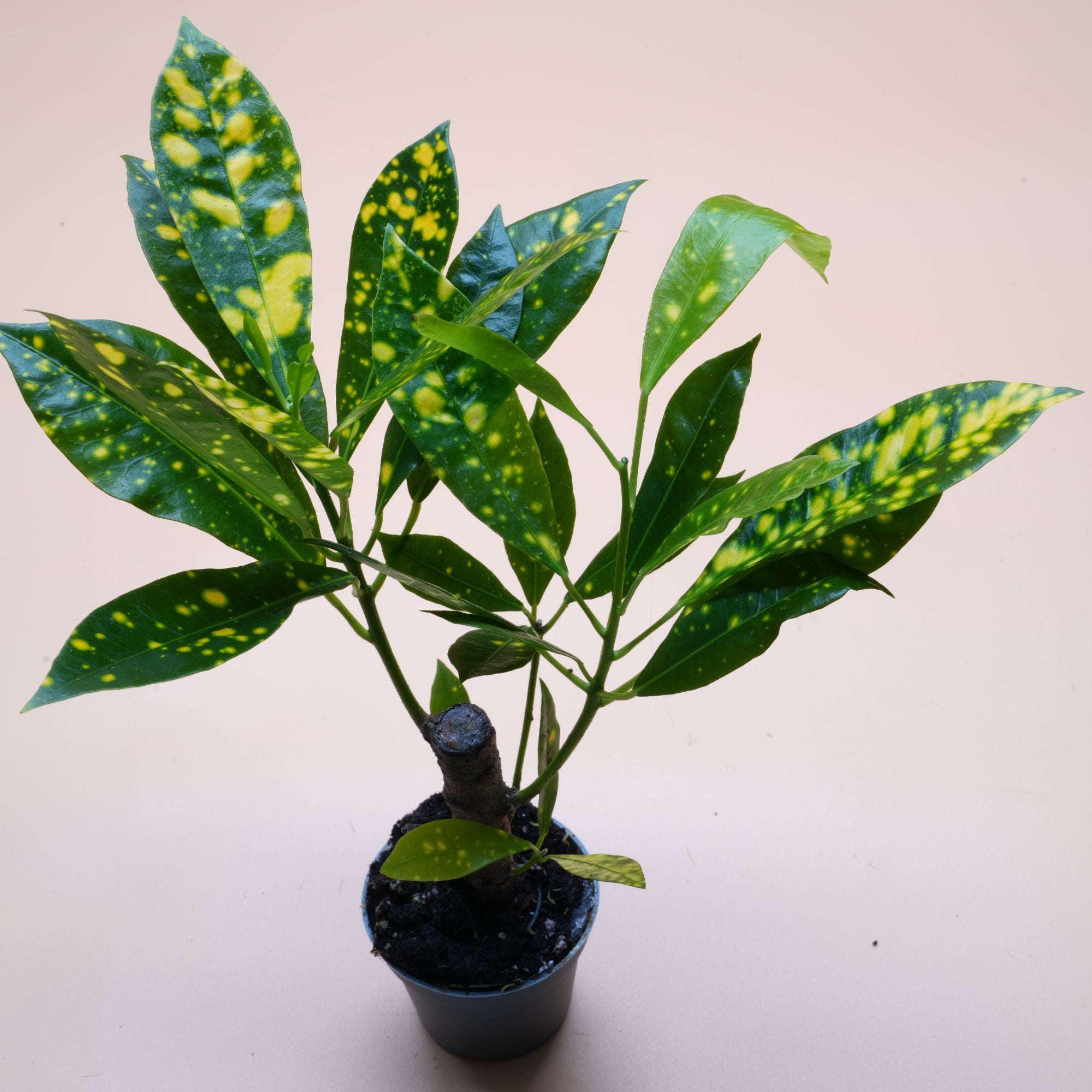 Codiaeum Aucubaefolia ◦ Croton Gold Dust ◦ Terrarium Plant