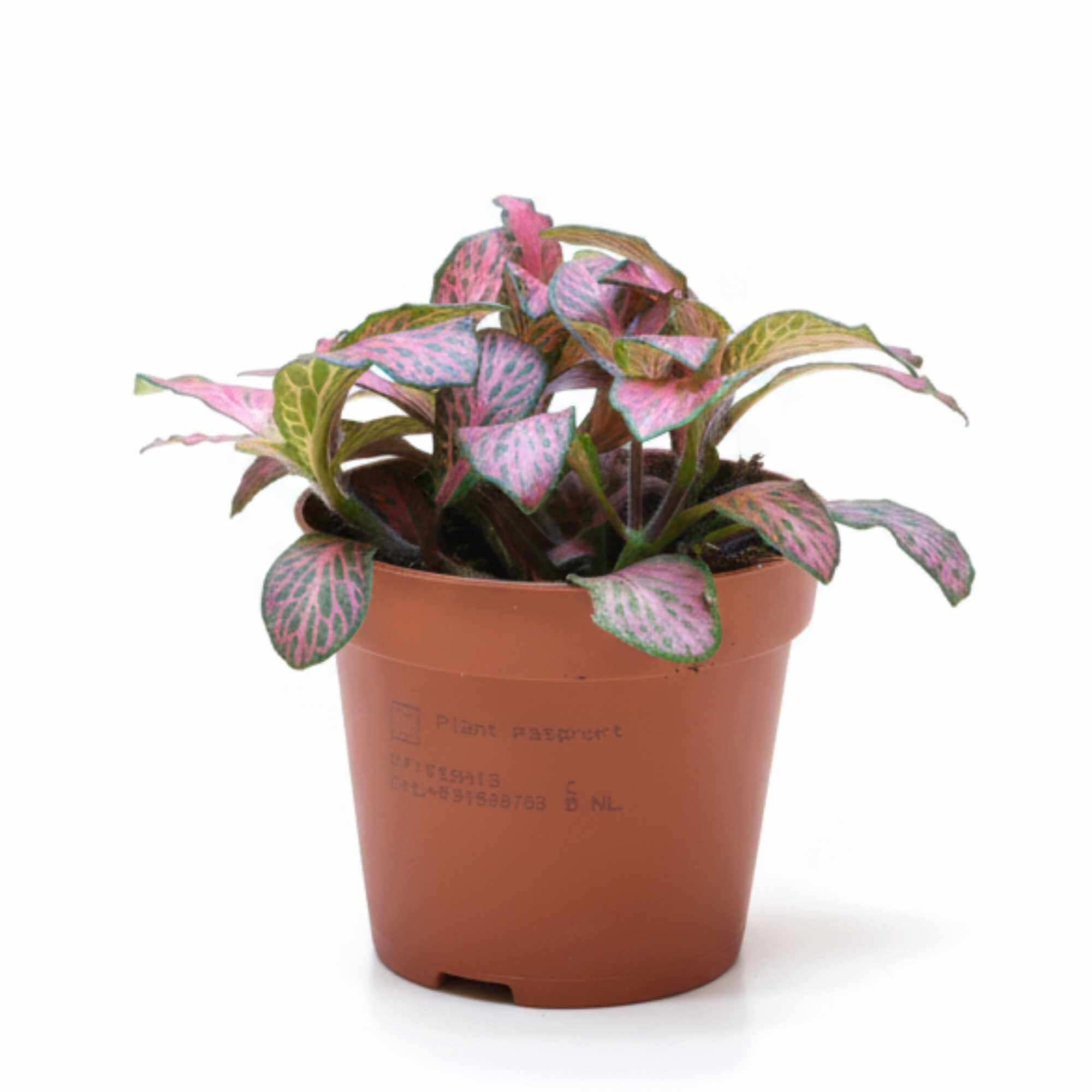 Fittonia nerve plant with pink patterned leaves, colourful indoor plant and terrarium favourite
