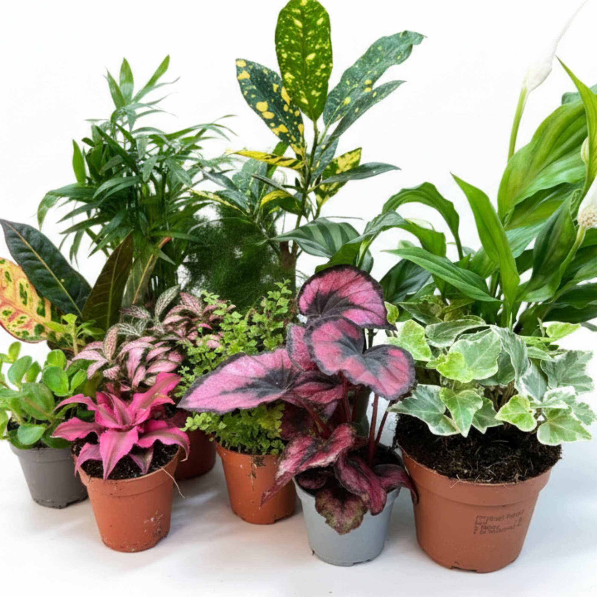 Colourful plant mix with Fittonia, Begonia, and ferns, ideal plants for terrariums and creative displays.