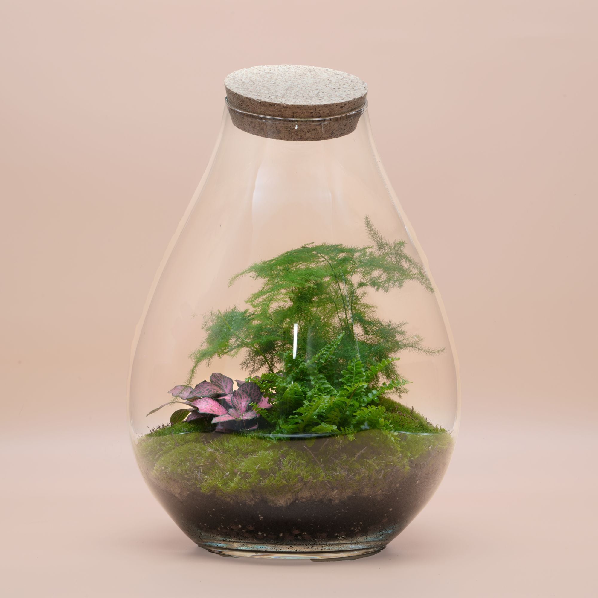 Trio Ready-made terrariums ◦ Baker Street, Bond Street &amp; Westminister H: 25 cm, H: 37 cm &amp; H: 43 cm