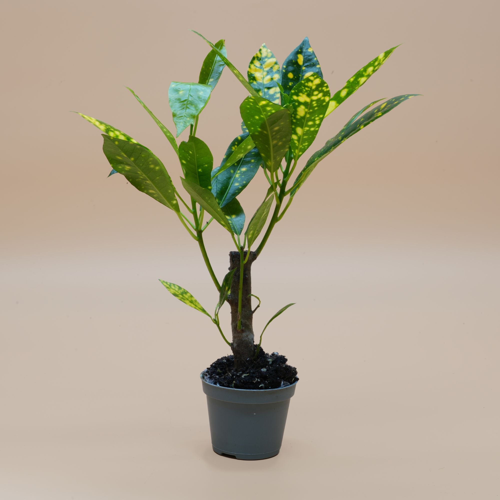 DIY Terrarium Kit Extra Large ◦ Holborn H: 38 cm