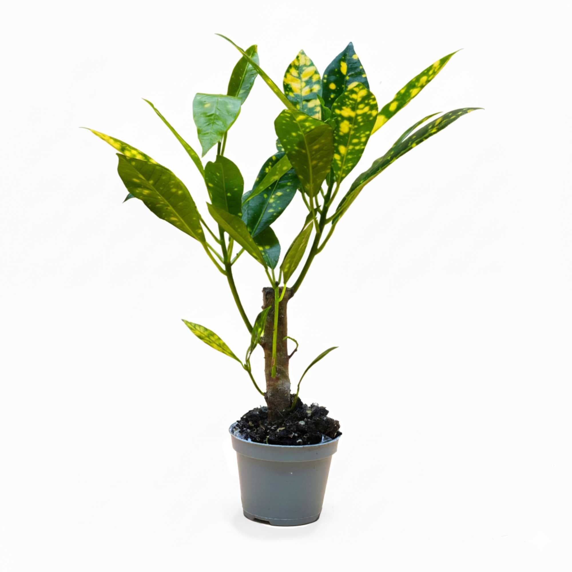 A potted Codiaeum Aucubaefolia plant, also known as Gold Dust Croton, with glossy green leaves and golden yellow mottled patterns, placed against a neutral background.