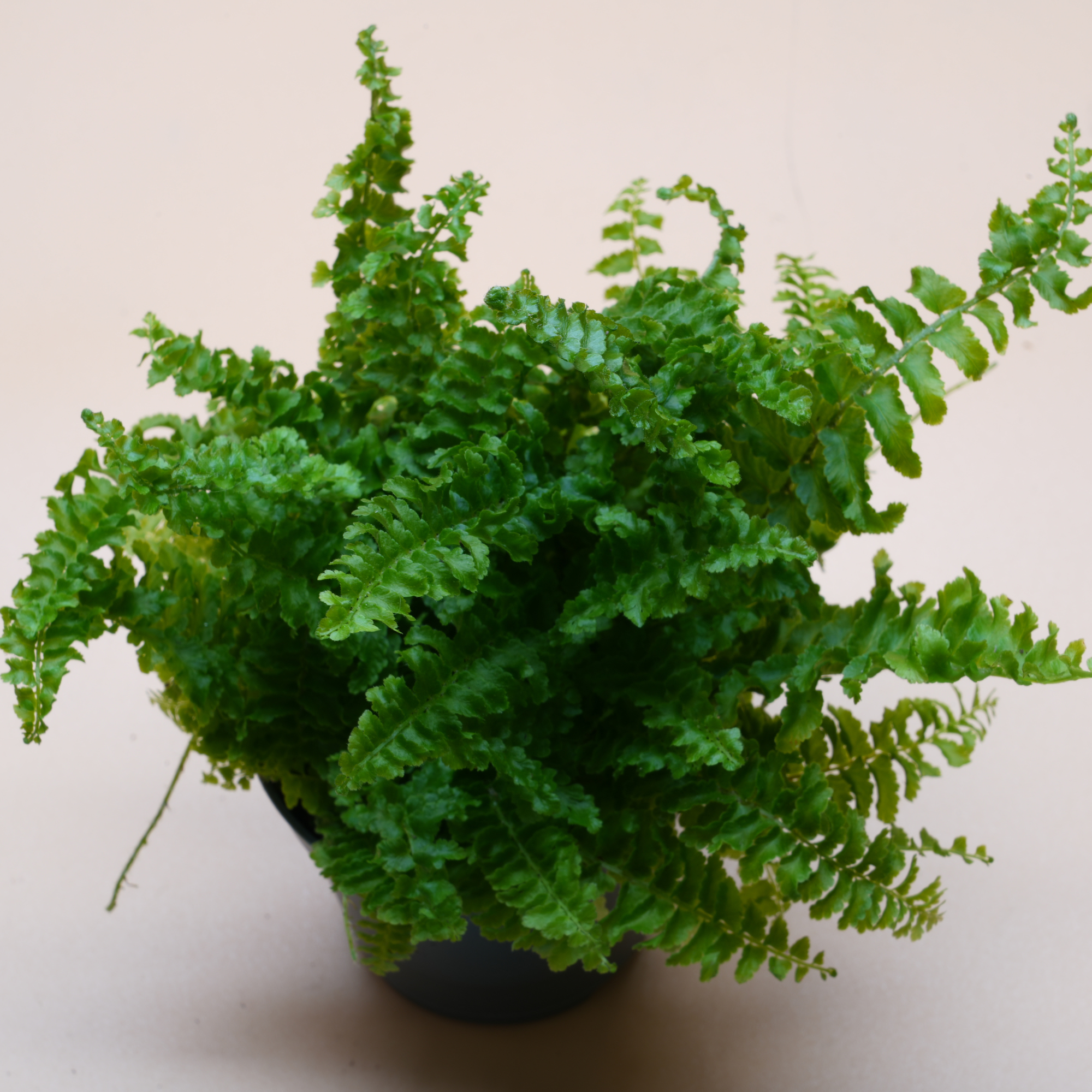 DIY Terrarium Kit ◦ Notting Hill H: 22 cm
